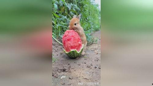 兔子吃蓝瓜,兔子们的美食探险之旅