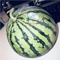 秦安网红吃瓜,揭秘网络红人的幕后故事