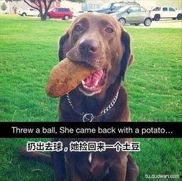 带你吃瓜搞笑狗子,搞笑狗子陪你欢乐无限