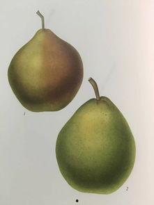 幼恩吃瓜,揭秘童言无忌中的趣味世界