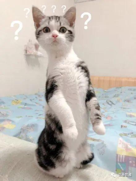 猫吃瓜的文案,揭秘猫咪的“吃瓜”日常