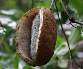 八月瓜八月瓜怎么吃,解锁夏日美味新体验