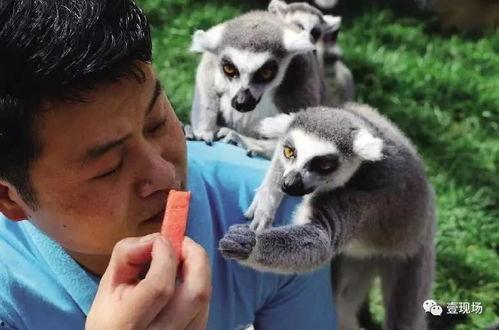 吃瓜是什么动物,探寻“吃瓜群众”背后的神秘动物之谜