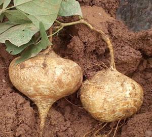 孕妇梦见吃白色土瓜,白色土瓜预示的神秘寓意