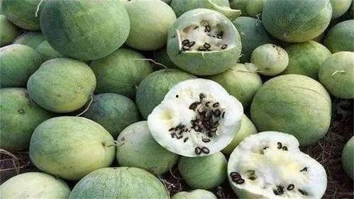 沙漠吃瓜趣事,一场别开生面的吃瓜趣事