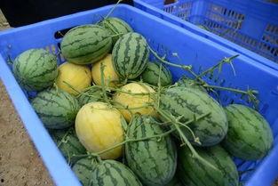 吃瓜被炸群,网络社交的边界与责任