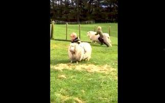 天秤追羊吃瓜视角,一场趣味横生的追逐盛宴