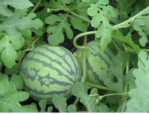 吃瓜白沟,吃瓜群众的美食天堂