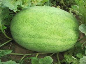 金乡县吃瓜录音,揭秘当地独特饮食文化