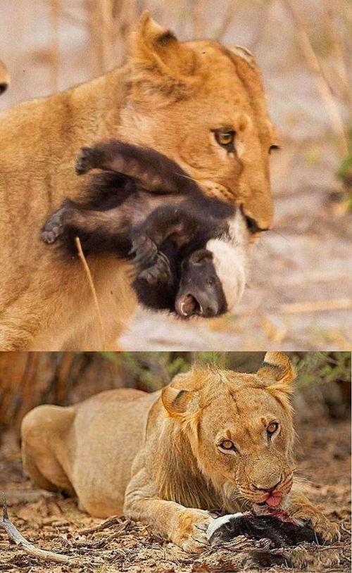 带你吃瓜解说奇葩动物,带你吃瓜解说那些奇葩生物