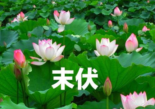 春花小传吃瓜人,从吃瓜人生到逆袭传奇