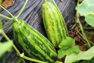 有瓜吃不吃整人,有瓜吃，人生更精彩