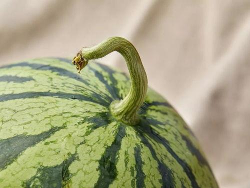 上海吃瓜2024,吃瓜群众的味蕾盛宴