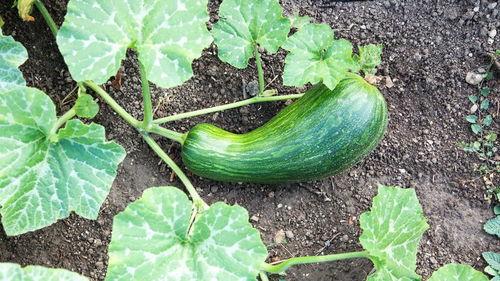 瓠瓜储存方法冬天吃,轻松享受新鲜美味