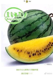 开半挂吃瓜,一路吃瓜看世界