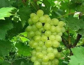 吃葡萄和瓜文案,品味夏日清新，解锁健康生活新篇章