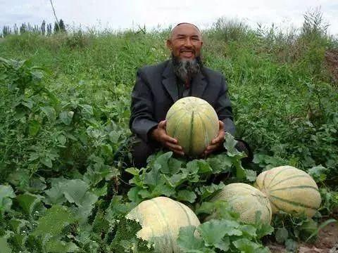 新疆大叔吃老汉瓜图片,新疆大叔与老汉瓜的温馨瞬间