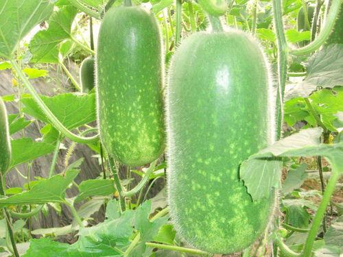 桑植新娘吃大瓜,吃大瓜寓意美满幸福