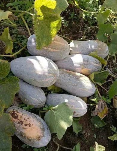 江农吃瓜,揭秘校园里的那些“瓜”