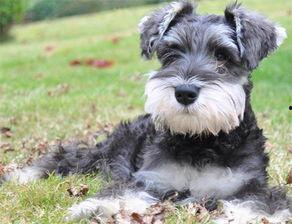 雪纳瑞吃贝贝瓜拉稀,宠物健康警示与应对措施