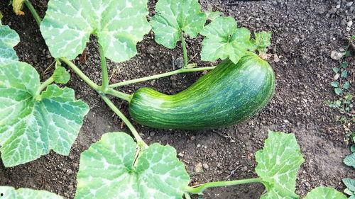 吃瓠瓜舌头麻,吃瓠瓜为何会导致舌头麻木？揭秘背后的真相