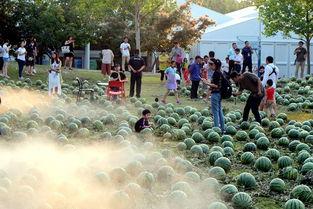 吃瓜中心营地彩蛋