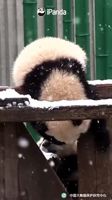 吃瓜小熊歌曲,趣味横生的夏日旋律之旅