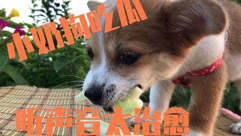 狗狗可以 吃瓜,瓜类美食大揭秘